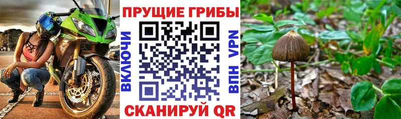 mega вход  Татарск  Псилоцибиновые грибы мухоморы  как найти наркотики 